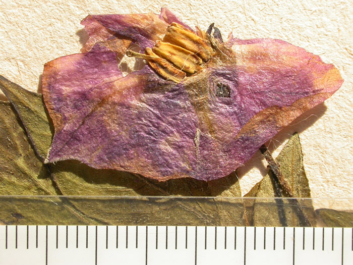 S. phureja   Syntyp 1813 corolla